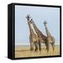 Kenya, Maasai Mara, Mara Triangle, Mara River Basin, Maasai Giraffe-Alison Jones-Framed Stretched Canvas