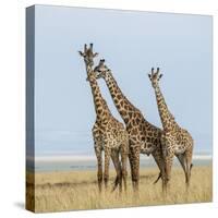 Kenya, Maasai Mara, Mara Triangle, Mara River Basin, Maasai Giraffe-Alison Jones-Stretched Canvas