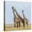 Kenya, Maasai Mara, Mara Triangle, Mara River Basin, Maasai Giraffe-Alison Jones-Stretched Canvas
