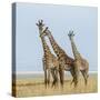 Kenya, Maasai Mara, Mara Triangle, Mara River Basin, Maasai Giraffe-Alison Jones-Stretched Canvas