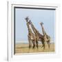 Kenya, Maasai Mara, Mara Triangle, Mara River Basin, Maasai Giraffe-Alison Jones-Framed Photographic Print