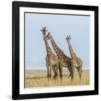 Kenya, Maasai Mara, Mara Triangle, Mara River Basin, Maasai Giraffe-Alison Jones-Framed Photographic Print