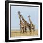 Kenya, Maasai Mara, Mara Triangle, Mara River Basin, Maasai Giraffe-Alison Jones-Framed Photographic Print