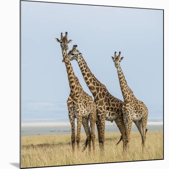 Kenya, Maasai Mara, Mara Triangle, Mara River Basin, Maasai Giraffe-Alison Jones-Mounted Photographic Print