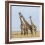 Kenya, Maasai Mara, Mara Triangle, Mara River Basin, Maasai Giraffe-Alison Jones-Framed Photographic Print