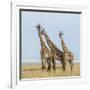 Kenya, Maasai Mara, Mara Triangle, Mara River Basin, Maasai Giraffe-Alison Jones-Framed Photographic Print