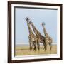 Kenya, Maasai Mara, Mara Triangle, Mara River Basin, Maasai Giraffe-Alison Jones-Framed Photographic Print