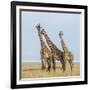 Kenya, Maasai Mara, Mara Triangle, Mara River Basin, Maasai Giraffe-Alison Jones-Framed Photographic Print