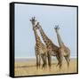 Kenya, Maasai Mara, Mara Triangle, Mara River Basin, Maasai Giraffe-Alison Jones-Framed Stretched Canvas