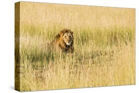 Kenya, Maasai Mara, Mara Triangle, Mara River Basin, Male Lion-Alison Jones-Stretched Canvas