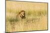 Kenya, Maasai Mara, Mara Triangle, Mara River Basin, Male Lion-Alison Jones-Mounted Photographic Print