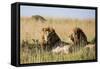 Kenya, Maasai Mara, Mara Triangle, Mara River Basin, Two Lions-Alison Jones-Framed Stretched Canvas