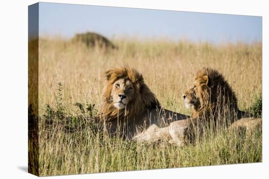 Kenya, Maasai Mara, Mara Triangle, Mara River Basin, Two Lions-Alison Jones-Stretched Canvas