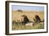 Kenya, Maasai Mara, Mara Triangle, Mara River Basin, Two Lions-Alison Jones-Framed Photographic Print