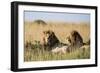 Kenya, Maasai Mara, Mara Triangle, Mara River Basin, Two Lions-Alison Jones-Framed Photographic Print