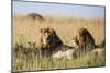 Kenya, Maasai Mara, Mara Triangle, Mara River Basin, Two Lions-Alison Jones-Mounted Photographic Print