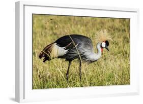 Kenya, Maasai Mara, Mara Triangle, Pair of Grey Crowned Crane-Alison Jones-Framed Photographic Print