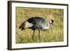 Kenya, Maasai Mara, Mara Triangle, Pair of Grey Crowned Crane-Alison Jones-Framed Photographic Print