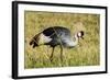 Kenya, Maasai Mara, Mara Triangle, Pair of Grey Crowned Crane-Alison Jones-Framed Photographic Print