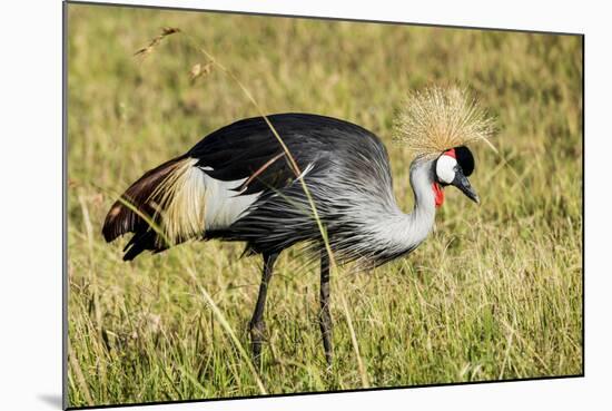 Kenya, Maasai Mara, Mara Triangle, Pair of Grey Crowned Crane-Alison Jones-Mounted Photographic Print