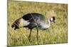 Kenya, Maasai Mara, Mara Triangle, Pair of Grey Crowned Crane-Alison Jones-Mounted Photographic Print