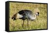 Kenya, Maasai Mara, Mara Triangle, Pair of Grey Crowned Crane-Alison Jones-Framed Stretched Canvas