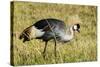 Kenya, Maasai Mara, Mara Triangle, Pair of Grey Crowned Crane-Alison Jones-Stretched Canvas