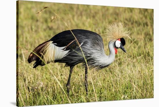 Kenya, Maasai Mara, Mara Triangle, Pair of Grey Crowned Crane-Alison Jones-Stretched Canvas