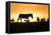 Kenya, Maasai Mara, Mara Triangle, Zebras and Impala at Sunset-Alison Jones-Framed Stretched Canvas