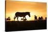 Kenya, Maasai Mara, Mara Triangle, Zebras and Impala at Sunset-Alison Jones-Stretched Canvas