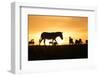 Kenya, Maasai Mara, Mara Triangle, Zebras and Impala at Sunset-Alison Jones-Framed Photographic Print