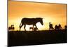 Kenya, Maasai Mara, Mara Triangle, Zebras and Impala at Sunset-Alison Jones-Mounted Photographic Print