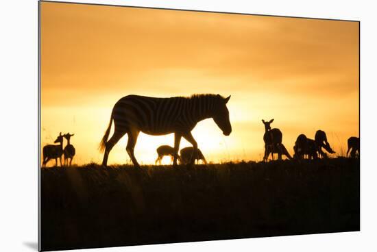 Kenya, Maasai Mara, Mara Triangle, Zebras and Impala at Sunset-Alison Jones-Mounted Photographic Print