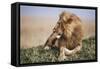 Kenya, Maasai Mara National Reserve, Lion Resting in Grass-Kent Foster-Framed Stretched Canvas