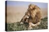 Kenya, Maasai Mara National Reserve, Lion Resting in Grass-Kent Foster-Stretched Canvas