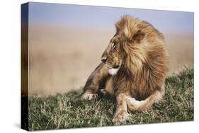 Kenya, Maasai Mara National Reserve, Lion Resting in Grass-Kent Foster-Stretched Canvas