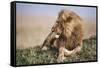 Kenya, Maasai Mara National Reserve, Lion Resting in Grass-Kent Foster-Framed Stretched Canvas
