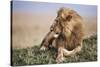 Kenya, Maasai Mara National Reserve, Lion Resting in Grass-Kent Foster-Stretched Canvas