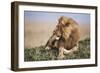 Kenya, Maasai Mara National Reserve, Lion Resting in Grass-Kent Foster-Framed Photographic Print