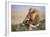 Kenya, Maasai Mara National Reserve, Lion Resting in Grass-Kent Foster-Framed Photographic Print