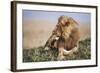 Kenya, Maasai Mara National Reserve, Lion Resting in Grass-Kent Foster-Framed Photographic Print