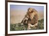 Kenya, Maasai Mara National Reserve, Lion Resting in Grass-Kent Foster-Framed Photographic Print