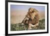 Kenya, Maasai Mara National Reserve, Lion Resting in Grass-Kent Foster-Framed Photographic Print