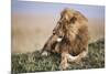 Kenya, Maasai Mara National Reserve, Lion Resting in Grass-Kent Foster-Mounted Photographic Print