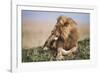 Kenya, Maasai Mara National Reserve, Lion Resting in Grass-Kent Foster-Framed Photographic Print