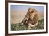 Kenya, Maasai Mara National Reserve, Lion Resting in Grass-Kent Foster-Framed Photographic Print