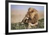 Kenya, Maasai Mara National Reserve, Lion Resting in Grass-Kent Foster-Framed Photographic Print