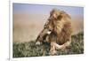 Kenya, Maasai Mara National Reserve, Lion Resting in Grass-Kent Foster-Framed Photographic Print
