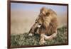 Kenya, Maasai Mara National Reserve, Lion Resting in Grass-Kent Foster-Framed Photographic Print