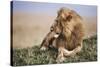 Kenya, Maasai Mara National Reserve, Lion Resting in Grass-Kent Foster-Stretched Canvas